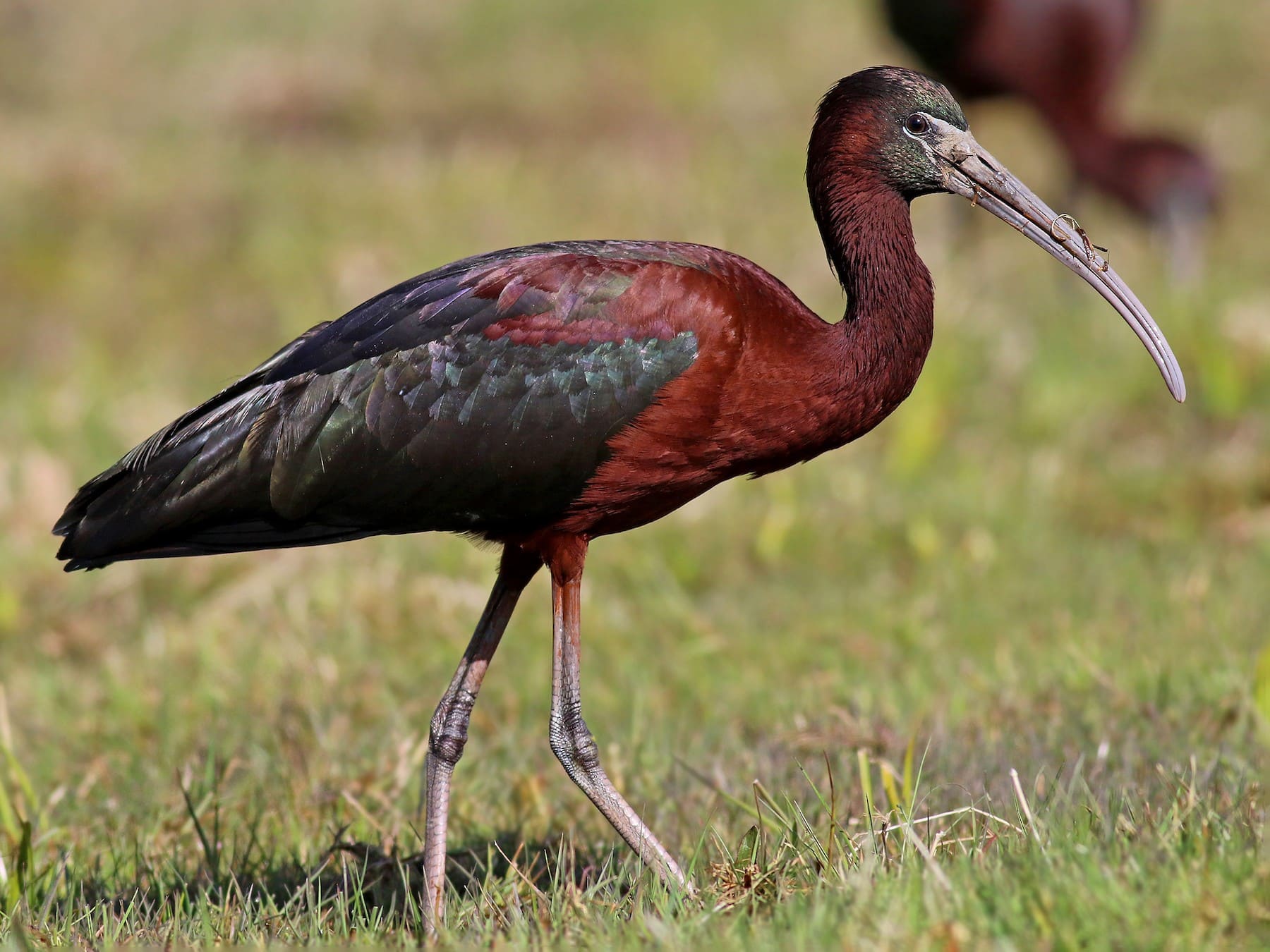 Glossy Ibis